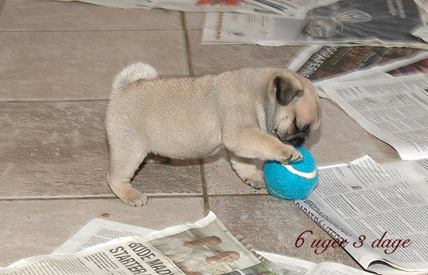 Mille Mops hvalp hundehvalp Mopser hvalpe hundehvalpe