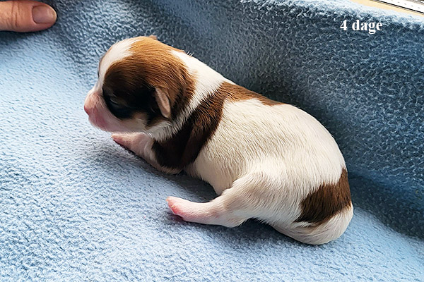 Minna bichon havanese hvalp hundehvalp bichon havanais hvalpe hundehvalpe