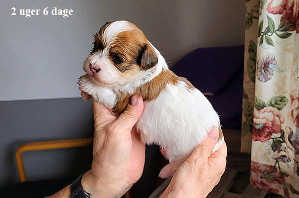 Minna bichon havanese hvalp hundehvalp bichon havanais hvalpe hundehvalpe