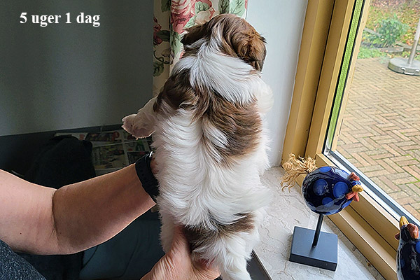 Minna bichon havanese hvalp hundehvalp bichon havanais hvalpe hundehvalpe