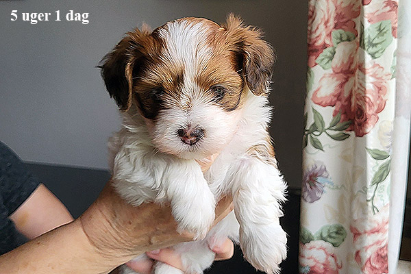 Minna bichon havanese hvalp hundehvalp bichon havanais hvalpe hundehvalpe