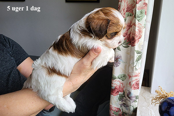 Minna bichon havanese hvalp hundehvalp bichon havanais hvalpe hundehvalpe