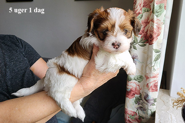 Minna bichon havanese hvalp hundehvalp bichon havanais hvalpe hundehvalpe