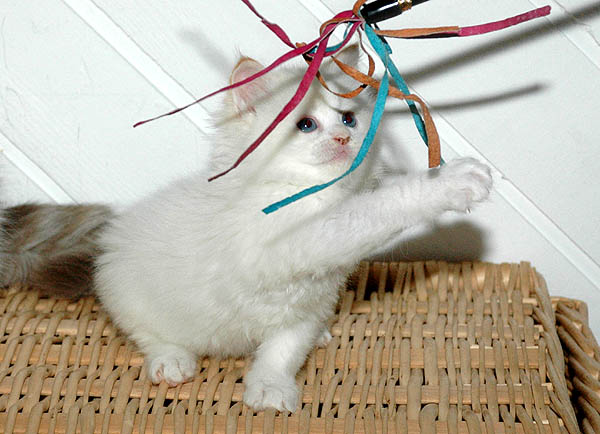 Mio Ragdoll killing kattekilling Ragdol killinger kattekillinger