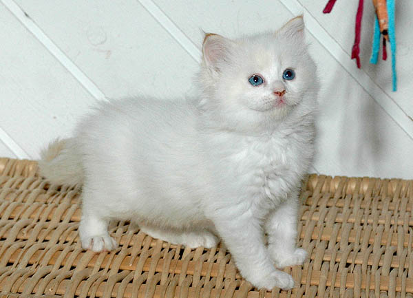 Mio Ragdoll killing kattekilling Ragdol killinger kattekillinger
