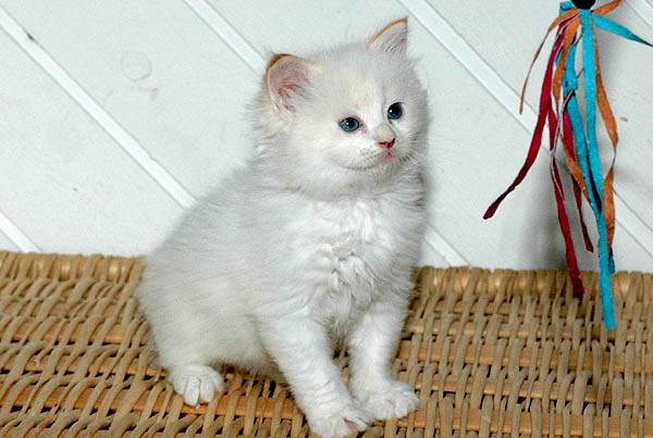 Mio Ragdoll killing kattekilling Ragdol killinger kattekillinger