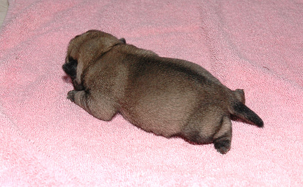 Murphy Mops hvalp hundehvalp Mopser hvalpe hundehvalpe