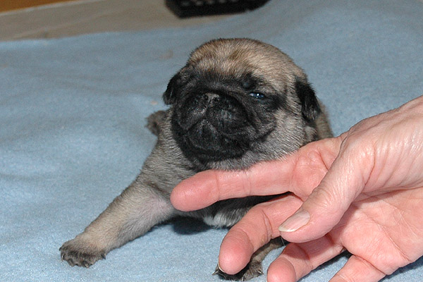 Murphy Mops hvalp hundehvalp Mopser hvalpe hundehvalpe