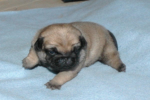 Murphy Mops hvalp hundehvalp Mopser hvalpe hundehvalpe