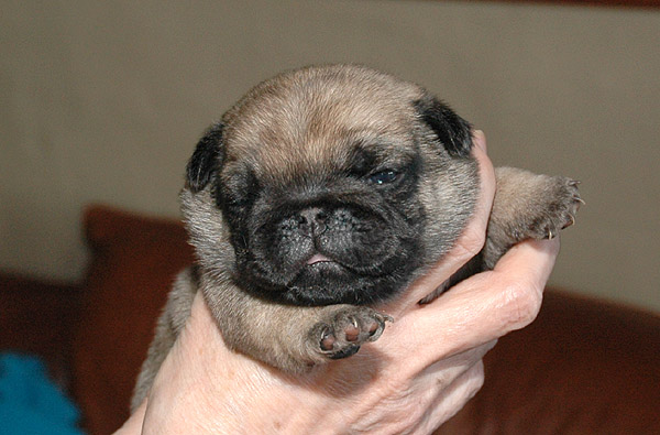 Murphy Mops hvalp hundehvalp Mopser hvalpe hundehvalpe