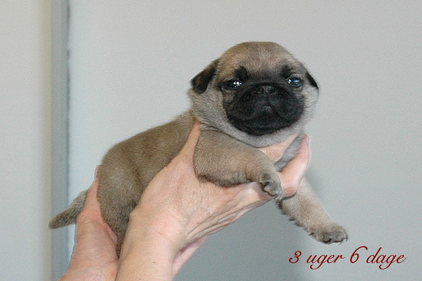 Murphy Mops hvalp hundehvalp Mopser hvalpe hundehvalpe