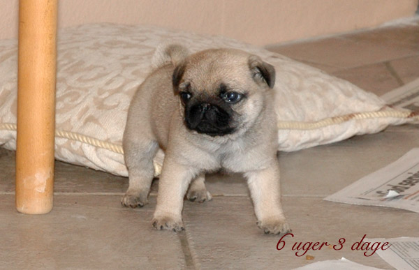 Murphy Mops hvalp hundehvalp Mopser hvalpe hundehvalpe