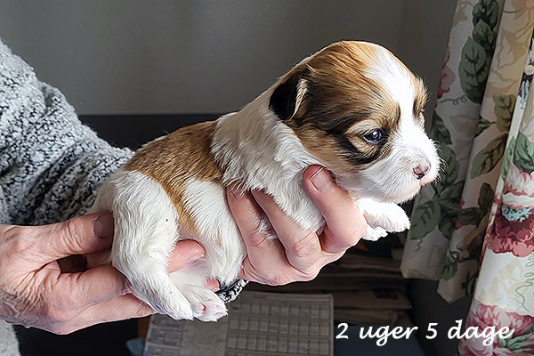 Nami bichon havanese hvalp hundehvalp bichon havanais hvalpe hundehvalpe