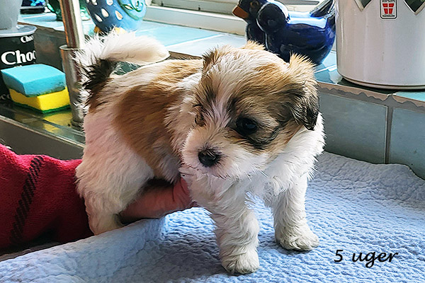 Nami bichon havanese hvalp hundehvalp bichon havanais hvalpe hundehvalpe