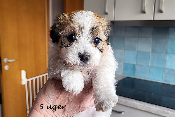 Nami bichon havanese hvalp hundehvalp bichon havanais hvalpe hundehvalpe