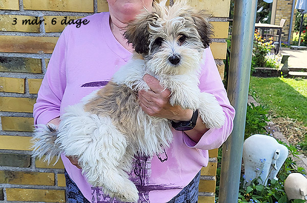 Nami bichon havanese hvalp hundehvalp bichon havanais hvalpe hundehvalpe