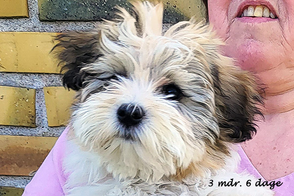 Nami bichon havanese hvalp hundehvalp bichon havanais hvalpe hundehvalpe