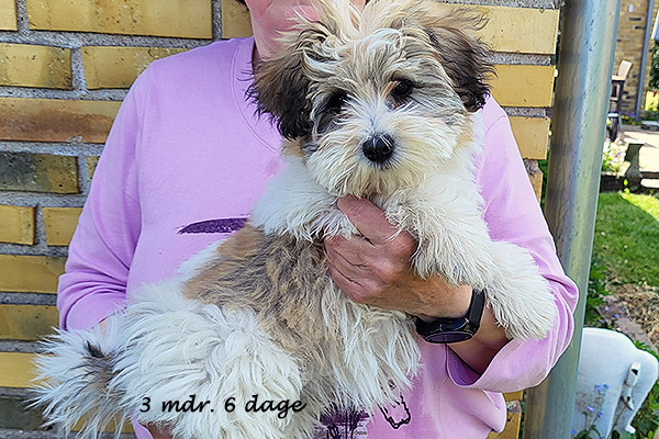 Nami bichon havanese hvalp hundehvalp bichon havanais hvalpe hundehvalpe
