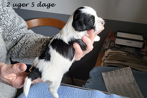 Nana bichon havanese hvalp hundehvalp bichon havanais hvalpe hundehvalpe