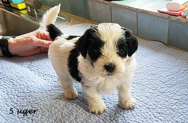Nana bichon havanese hvalp hundehvalp bichon havanais hvalpe hundehvalpe