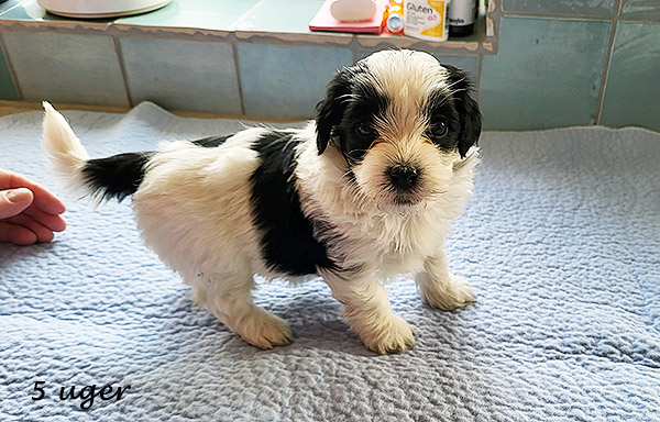 Nana bichon havanese hvalp hundehvalp bichon havanais hvalpe hundehvalpe