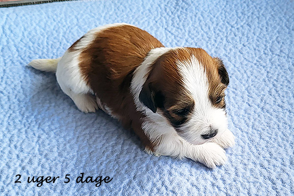 Naomi bichon havanese hvalp hundehvalp bichon havanais hvalpe hundehvalpe