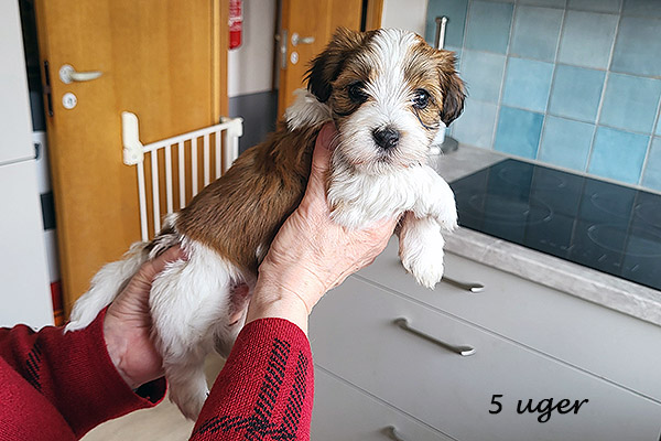 Naomi bichon havanese hvalp hundehvalp bichon havanais hvalpe hundehvalpe
