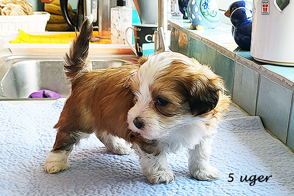 Nikita bichon havanese hvalp hundehvalp bichon havanais hvalpe hundehvalpe