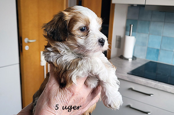 Nikita bichon havanese hvalp hundehvalp bichon havanais hvalpe hundehvalpe