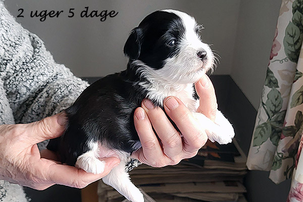 Nimbus bichon havanese hvalp hundehvalp bichon havanais hvalpe hundehvalpe