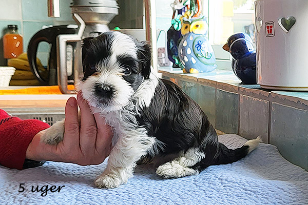 Nimbus bichon havanese hvalp hundehvalp bichon havanais hvalpe hundehvalpe