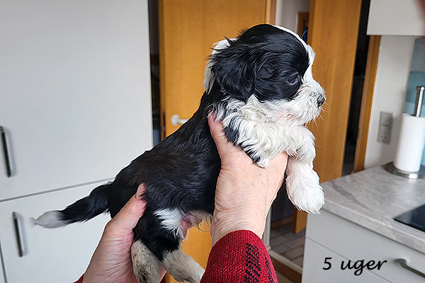 Nimbus bichon havanese hvalp hundehvalp bichon havanais hvalpe hundehvalpe
