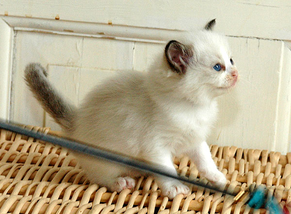 Njala Ragdoll killing kattekilling Ragdol killinger kattekillinger