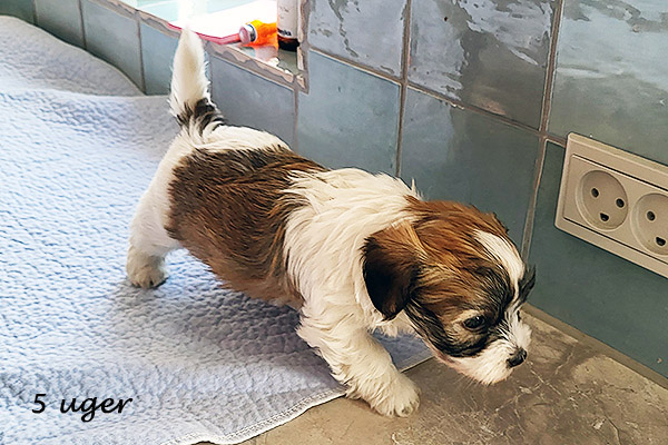 Norman bichon havanese hvalp hundehvalp bichon havanais hvalpe hundehvalpe