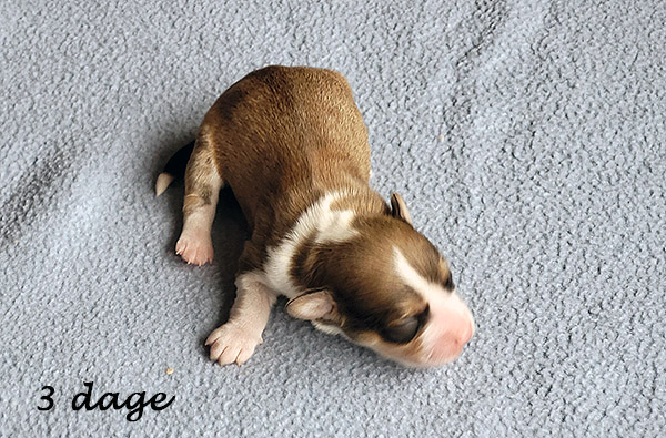 Nuggi bichon havanese hvalp hundehvalp bichon havanais hvalpe hundehvalpe