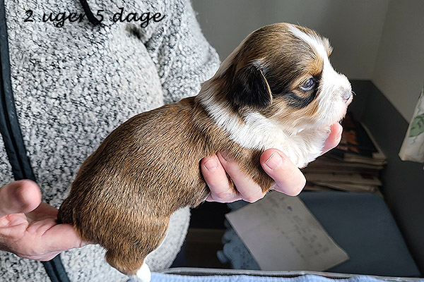 Nuggi bichon havanese hvalp hundehvalp bichon havanais hvalpe hundehvalpe