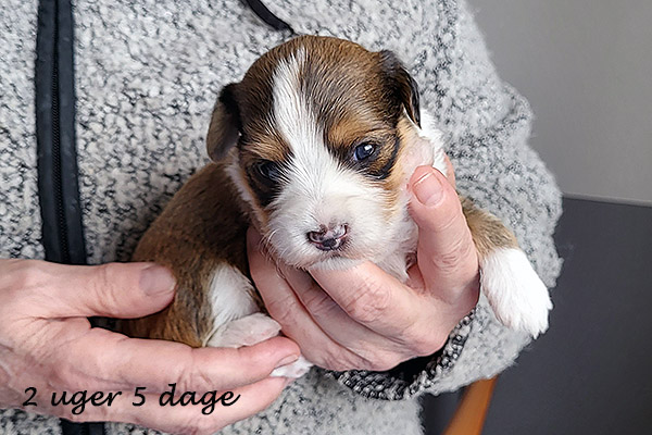 Nuggi bichon havanese hvalp hundehvalp bichon havanais hvalpe hundehvalpe