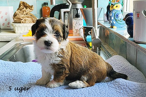 Nuggi bichon havanese hvalp hundehvalp bichon havanais hvalpe hundehvalpe
