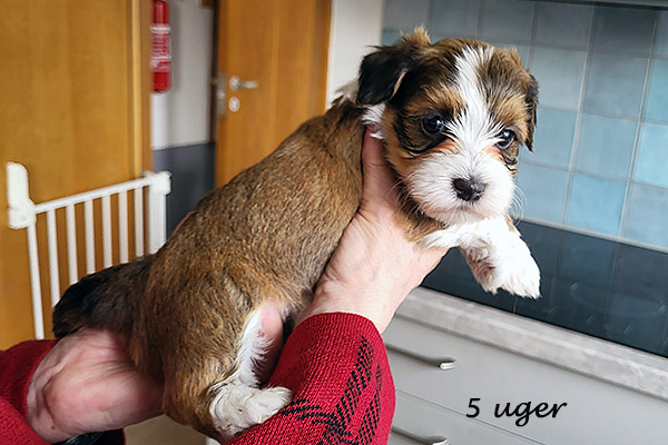 Nuggi bichon havanese hvalp hundehvalp bichon havanais hvalpe hundehvalpe