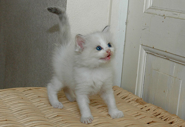 Nynne Ragdoll killing kattekilling Ragdol killinger kattekillinger