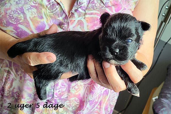 Oda bichon havanese hvalp hundehvalp bichon havanais hvalpe hundehvalpe