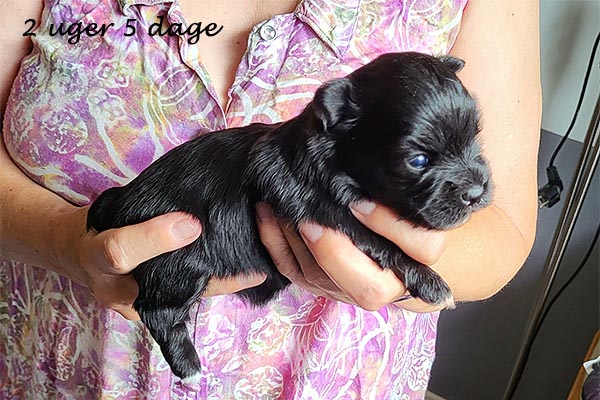 Oda bichon havanese hvalp hundehvalp bichon havanais hvalpe hundehvalpe