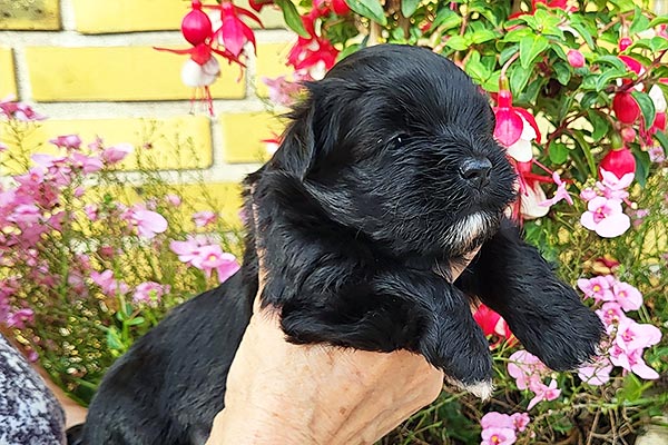 Oda bichon havanese hvalp hundehvalp bichon havanais hvalpe hundehvalpe