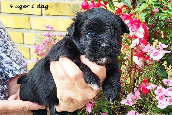 Oda bichon havanese hvalp hundehvalp bichon havanais hvalpe hundehvalpe