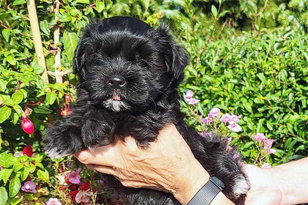 Oda bichon havanese hvalp hundehvalp bichon havanais hvalpe hundehvalpe