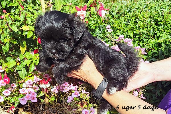 Oda bichon havanese hvalp hundehvalp bichon havanais hvalpe hundehvalpe