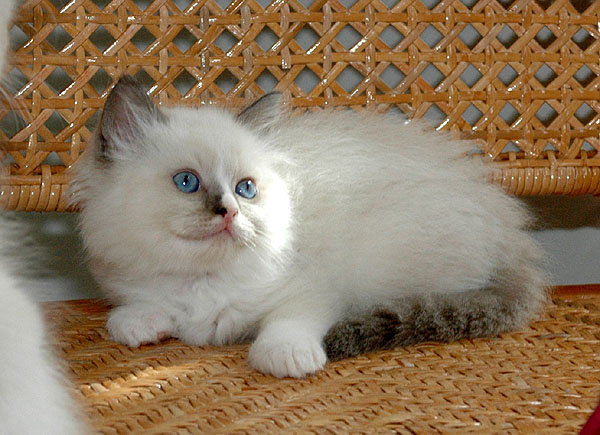 Odessa Ragdoll killing kattekilling Ragdol killinger kattekillinger