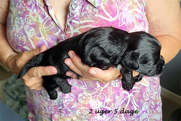 Olaf bichon havanese hvalp hundehvalp bichon havanais hvalpe hundehvalpe