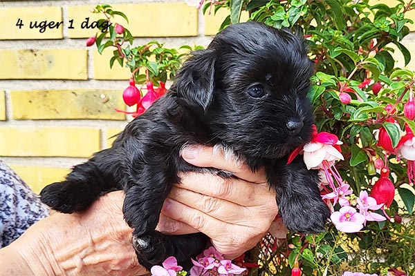 Olaf bichon havanese hvalp hundehvalp bichon havanais hvalpe hundehvalpe