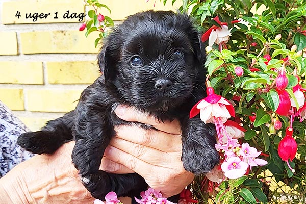 Olaf bichon havanese hvalp hundehvalp bichon havanais hvalpe hundehvalpe